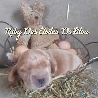 Ruby Des Etoiles De Lilou
